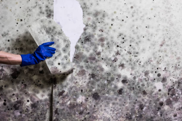 Best Residential Mold Removal  in Mmaduke, AR
